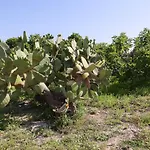 Masseria Carlini 4*